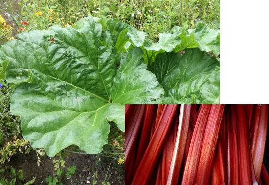 Rhubarb