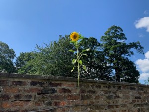 Sunflower growing above a wall  - a beacon of hope